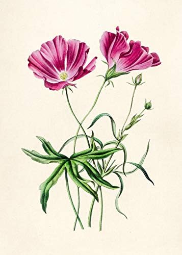 Реколта Ботанически щампи | Pretty Wildflowers от Ink Inc. | Цветни рисунки на стените | Декор на фермерска къща в стил