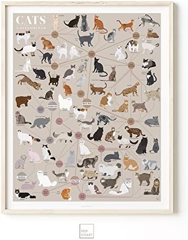 Поп чарт | Котки по категории | Художествен плакат 16 x 20 | Инфографика на всяка порода котки | Идеален декор за стени